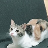 ミー