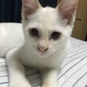 クリーム色のイケメン子猫くん！