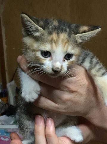 キジ三毛子猫の里親募集中！！」富山県 - 猫の里親募集(222265 