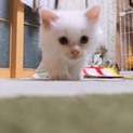 ふわふわ子猫ちゃん