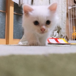 ふわふわ子猫ちゃん
