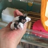 パンダマウス全員無事 里親さんが見つかりました。 サムネイル2