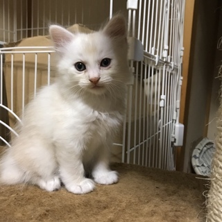 ふわふわ子猫ちゃん②