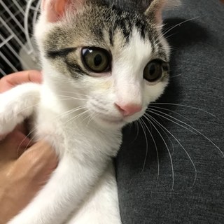 甘えん坊男子。生後約3.5ヵ月のキジ白くん。