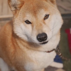 セブンイレブン東箕輪店付近で行方不明になりました