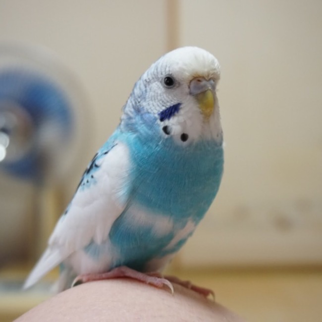 kaaaho.のカバー写真