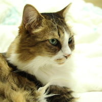 にゃぁーにゃ