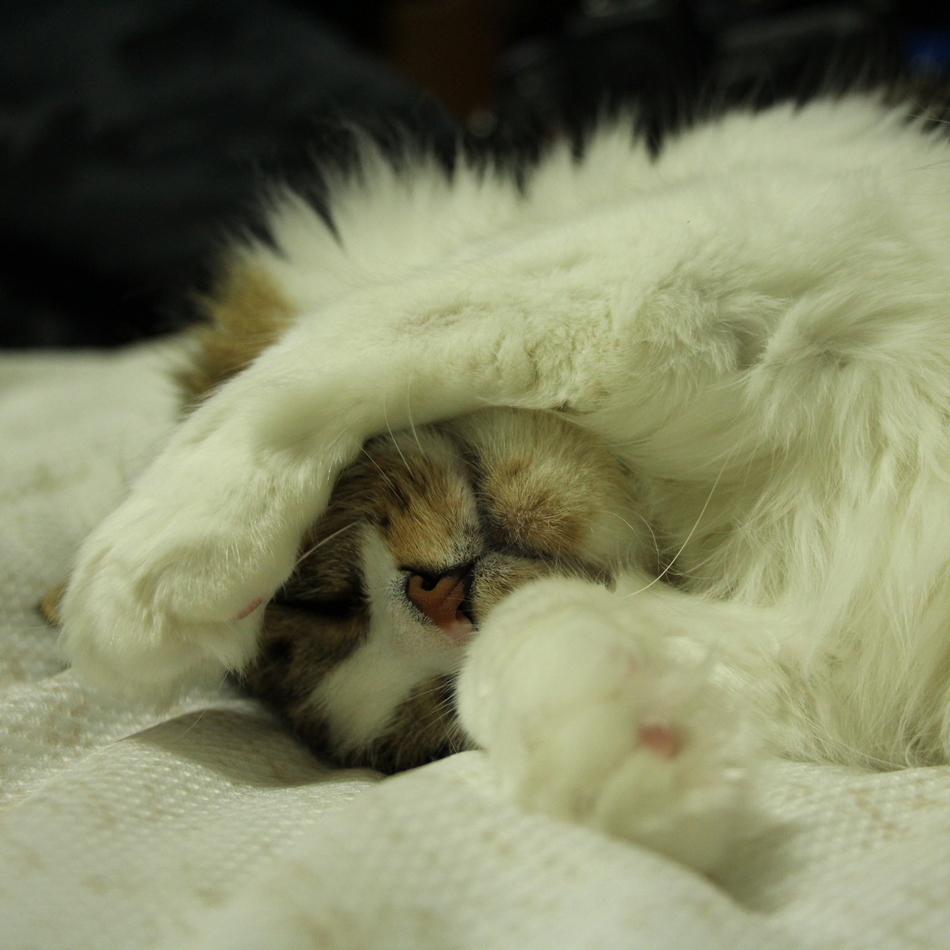 にゃぁーにゃのカバー写真