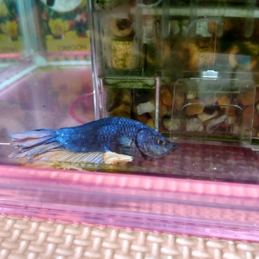 床でまな板の上の鯉のように寝ます