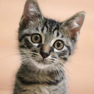 人馴れ抜群♪甘えん坊の男の子