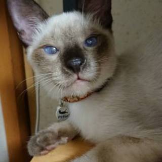 幸せな家庭に迎えて！甘えん坊のシャムミックス