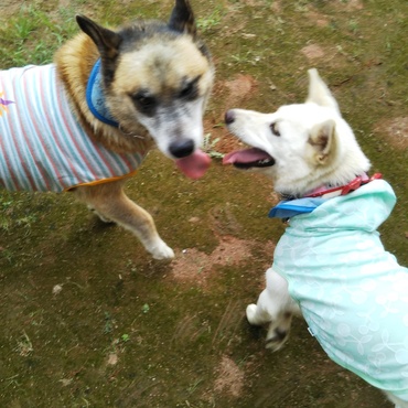 ドッグランは楽しいね