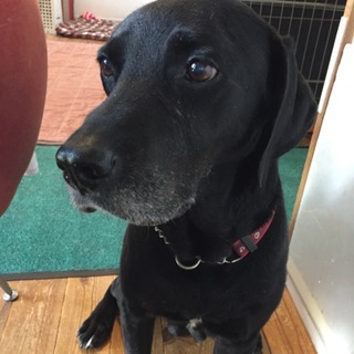 人が大好きな従順なの黒ラブ  ボブに穏やかな余生を