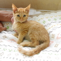 5ヶ月の茶トラ君☆美猫男子です