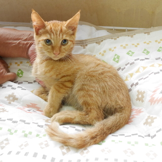 5ヶ月の茶トラ君☆美猫男子です