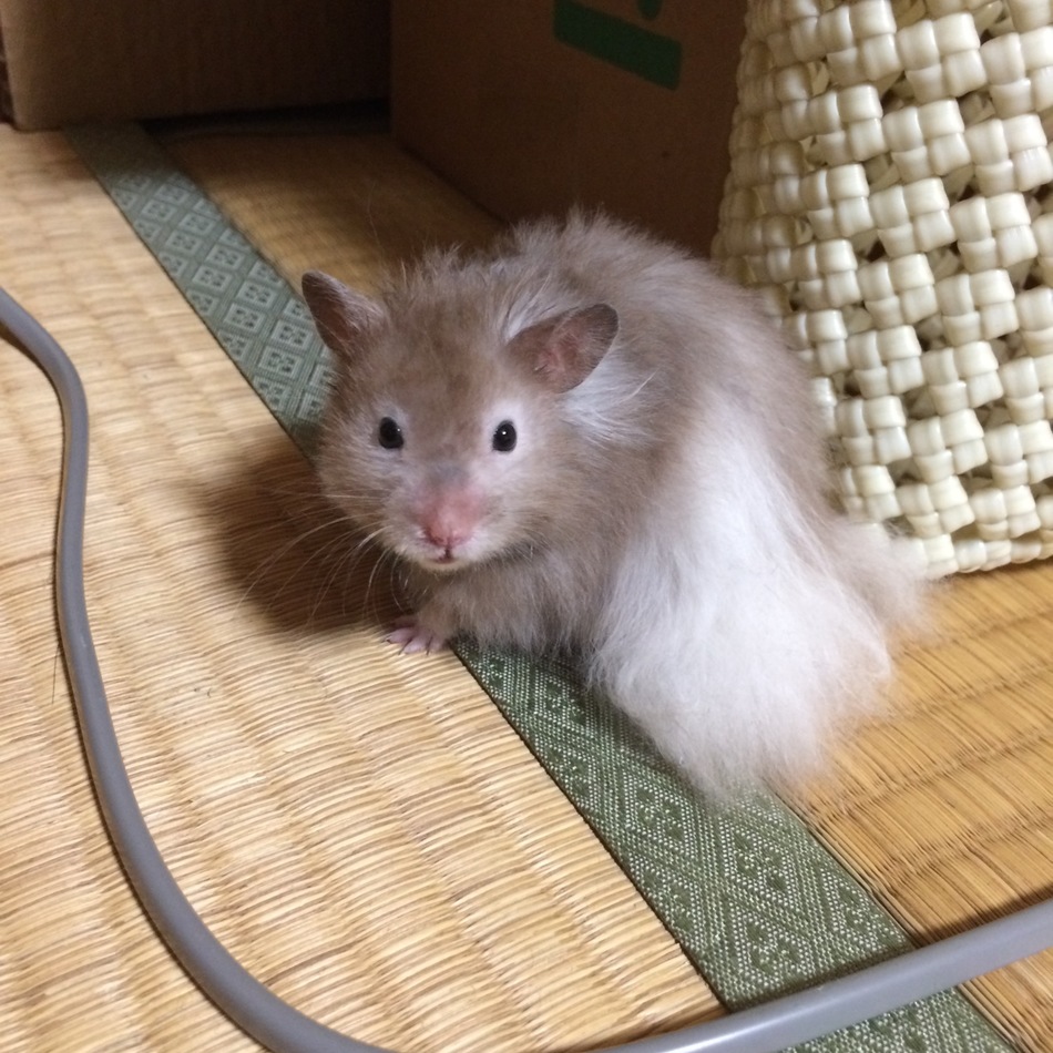 播六星 まどのカバー写真