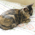 小柄で人馴れバツグンの美猫サビさん