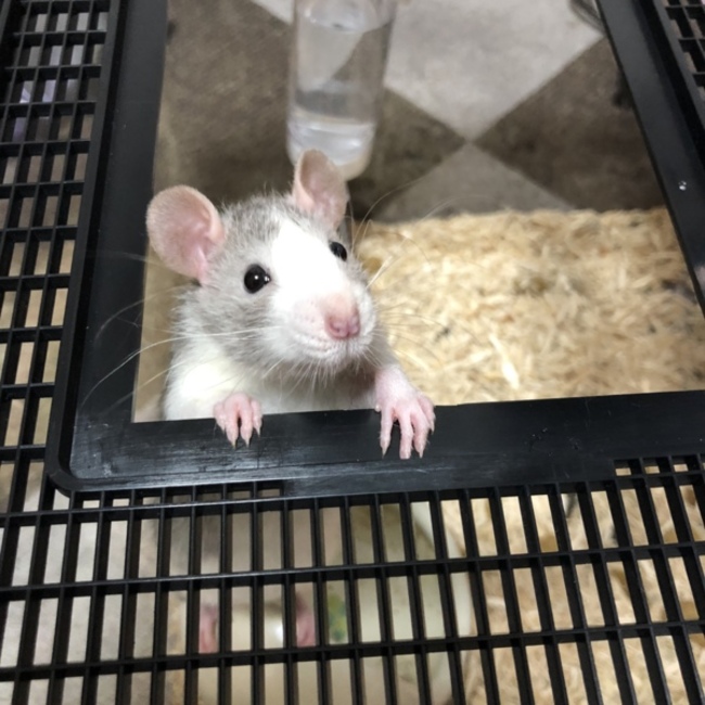 ほたりゅのカバー写真