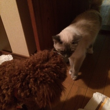 トイプーにご挨拶