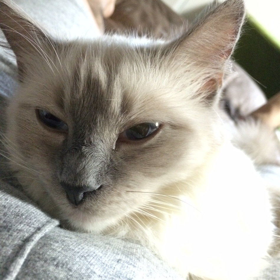 もちのカバー写真