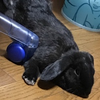 くろみつ