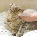 小柄で甘えたなキジ猫ちゃん女の子
