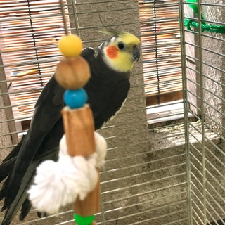 オカメインコの男の子