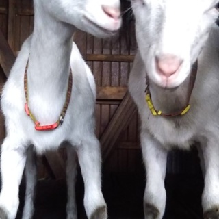 里親さん決まりました