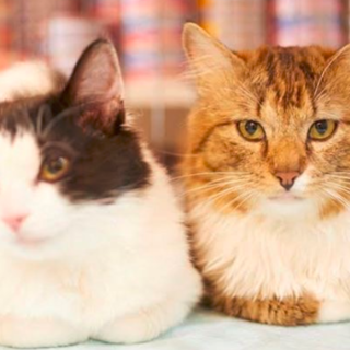 ノルウェージャンmix　バンジャン＆チチジャン