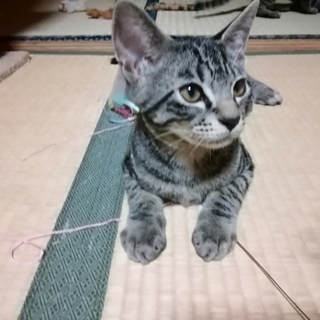 元気いっぱい！かわいい黒トラ女の子