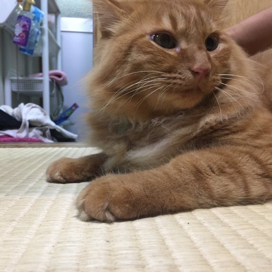 豆太のカバー写真