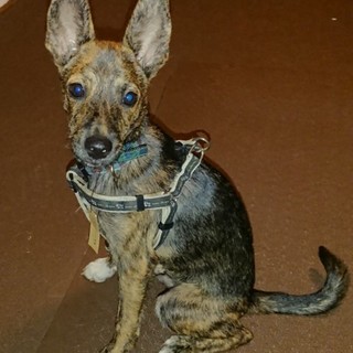 人懐っこいミニピン風ミックス・お見合い予定