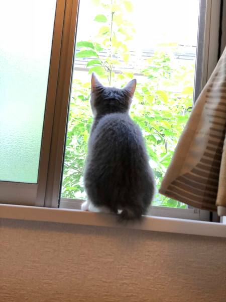 丸いお尻のエラ（Ella）ちゃんです。 サムネイル3