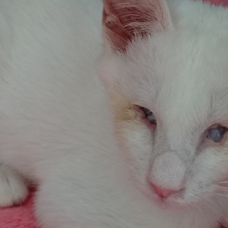 全盲のクリスタちゃん