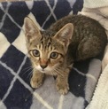 3ヶ月美人のメス猫ちゃん