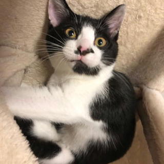 血液検査等済の人なつこいオス子猫です。