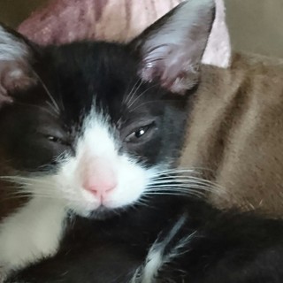 ハイパーエナジー子猫のくら君