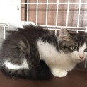 シャイで少し長毛な美仔猫