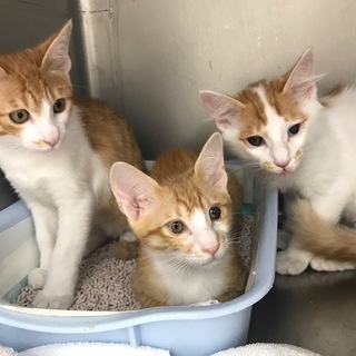 茶白③兄弟仔猫