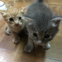 ミル