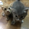 ミル