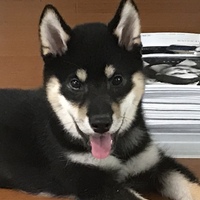 日菜