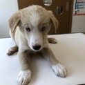 綺麗な青い瞳のツバキ