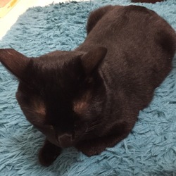 「新しい首輪」サムネイル2