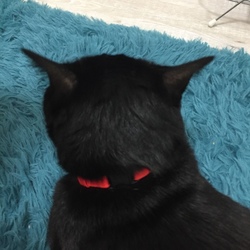 「新しい首輪」サムネイル3