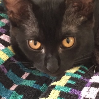 すらっとスリムな黒猫ちゃん