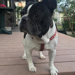 フレブル☺︎ゴロリ☺︎