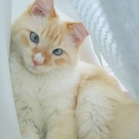 リオン