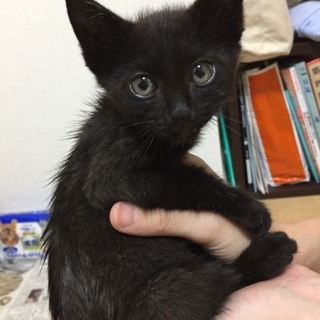 元気な子猫♂ちゃん♪