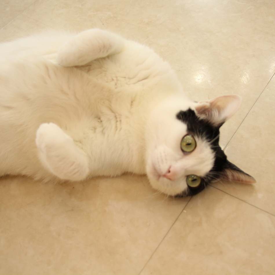 ユキちゃんのカバー写真